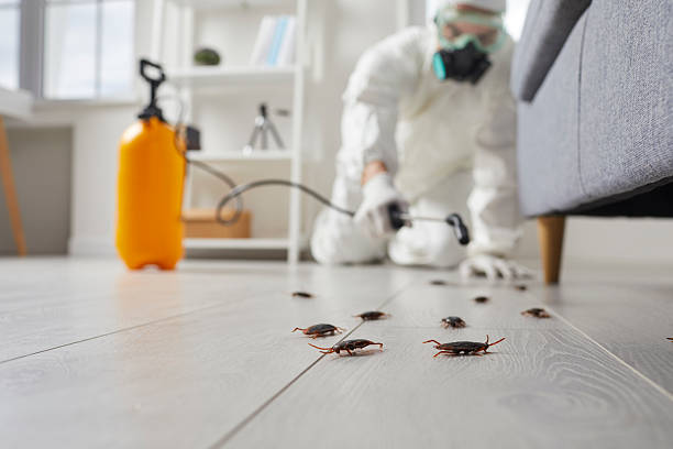 Post-Treatment Bed Bug Interceptor Monitoring in The Colony